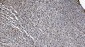 Anti-SAMHD1 Antibody Picoband™ (monoclonal, 10H8)